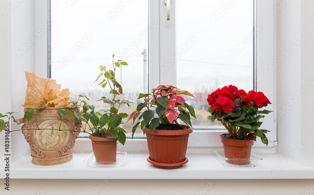 Fototapeta premium Flower in a pot on the window