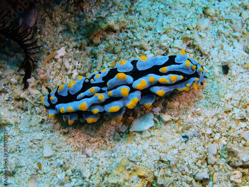 True sea slug