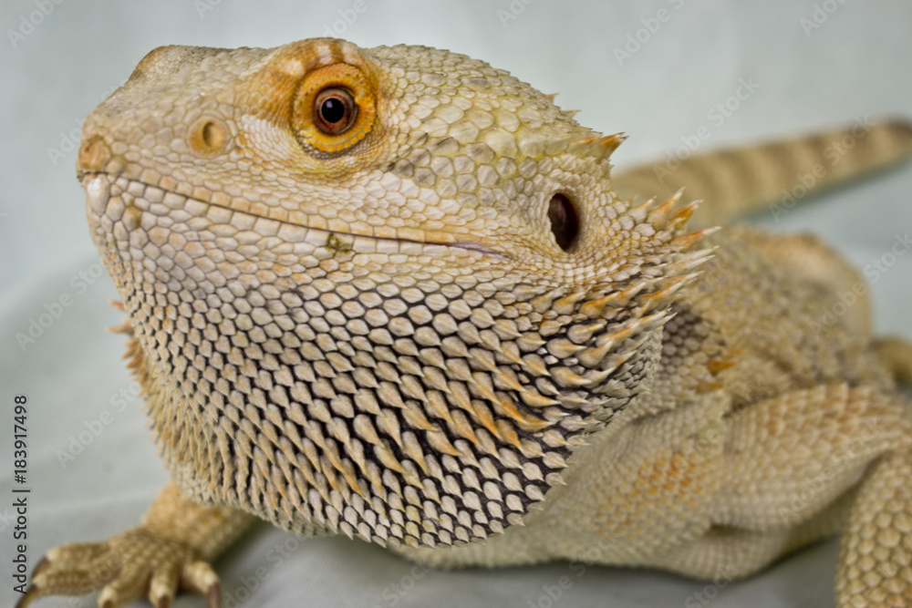 Fototapeta premium Bearded Dragon Against a White Background