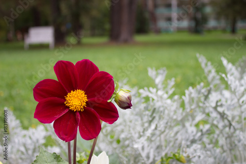 Fototapeta Naklejka Na Ścianę i Meble -  Close up of beautiful burgundy red dahlia flower on  natural background.