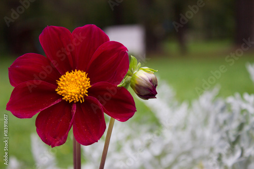 Fototapeta Naklejka Na Ścianę i Meble -  Close up of beautiful burgundy red dahlia flower on  natural background.