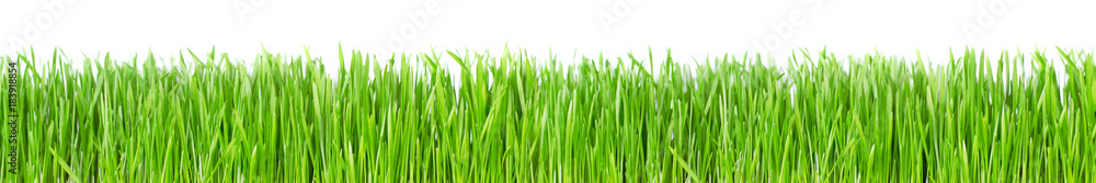 Green grass isolated on white background Green grass isolated on white background