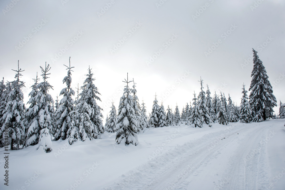 Snow covered winter road and fir trees