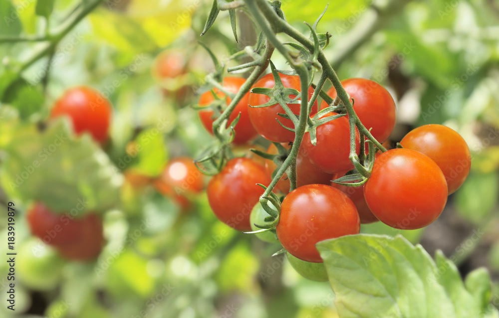 close on ripe  cherry tomatoes in garden 