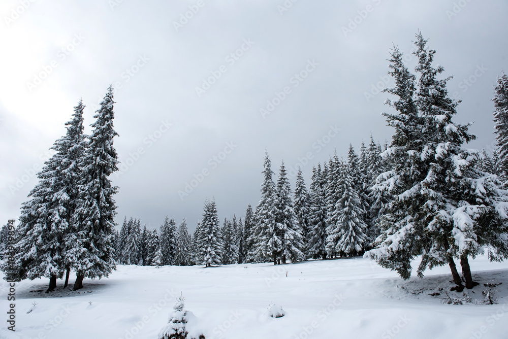 Winter fir trees in the mountains covered with snow Winter fir trees in the mountains covered with snow