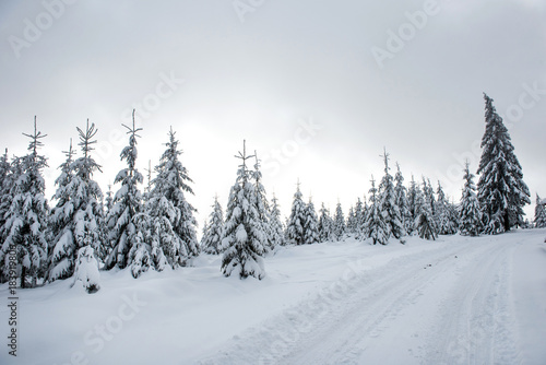 Snow covered winter road and fir trees