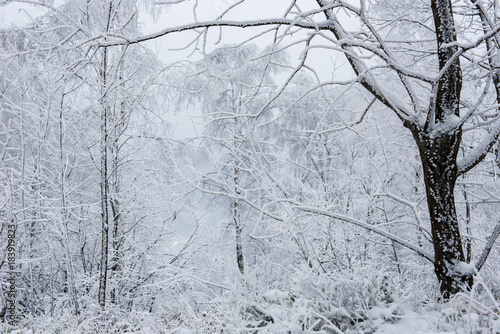 Winter landscape with hoarfrost on the trees