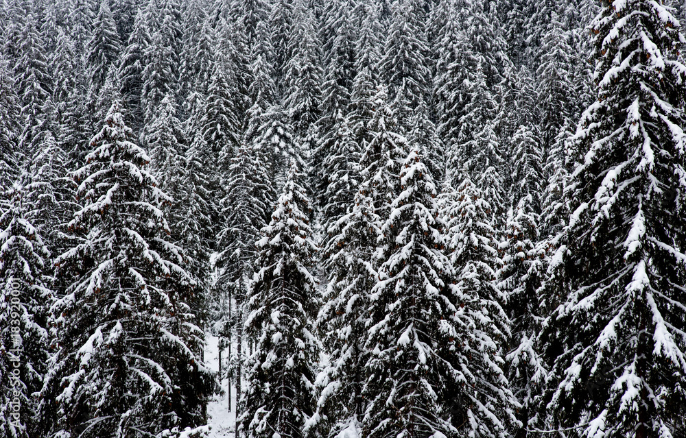 Snow covered fir tree forest. Natural pattern Snow covered fir tree forest. Natural pattern
