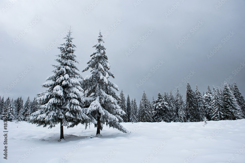 Winter fir trees in the mountains covered with snow