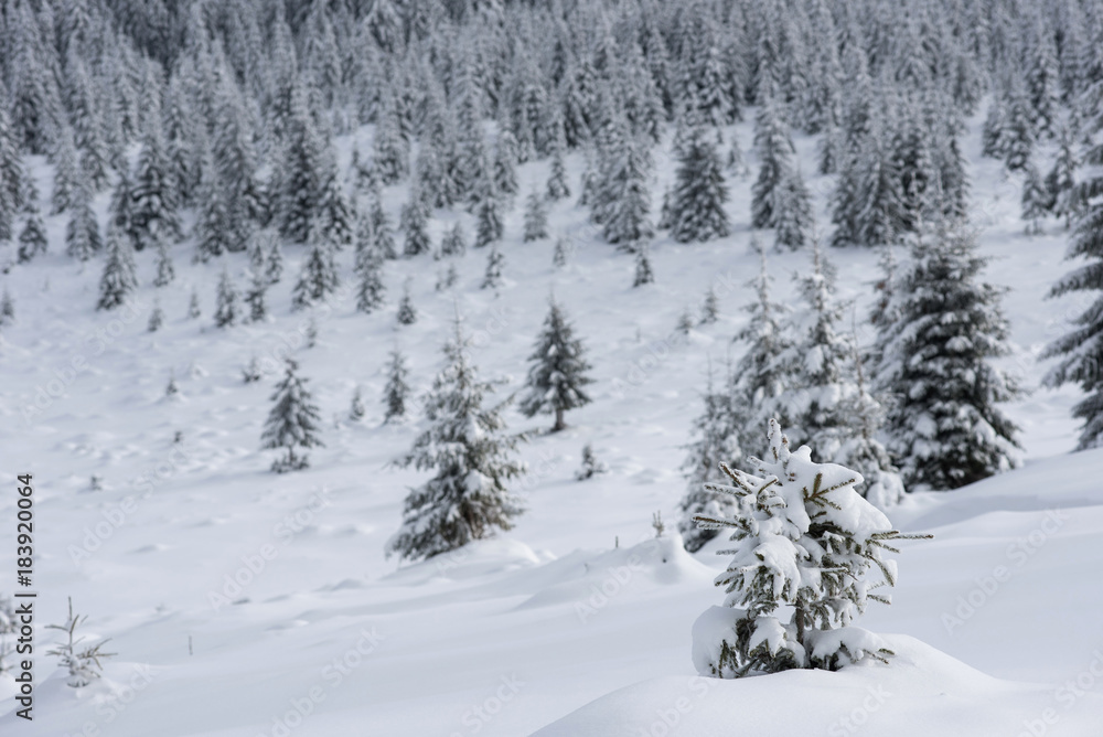 Magical snow covered fir trees in the mountains