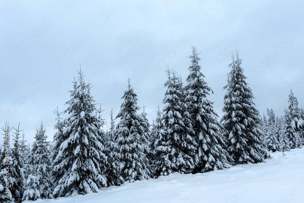 Christmas winter wonderland in the mountains with snow covered trees