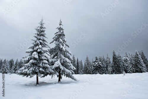 Winter fir trees in the mountains covered with snow © salajean