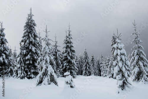 Winter trees covered by snow in the mountains