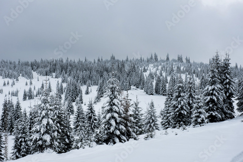 Winter trees covered by snow in the mountains © salajean