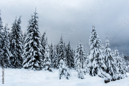 Magical snow covered fir trees in the mountains