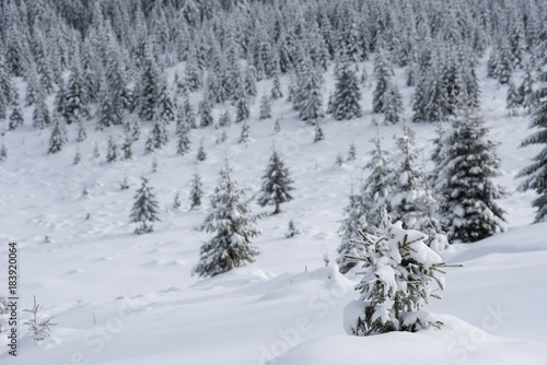 Magical snow covered fir trees in the mountains © salajean