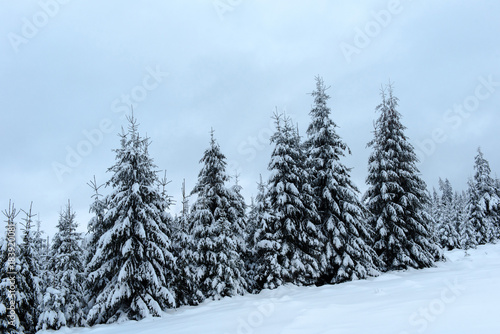Christmas winter wonderland in the mountains with snow covered trees