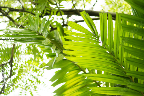 Fresh Green leaves glowing in green forest.