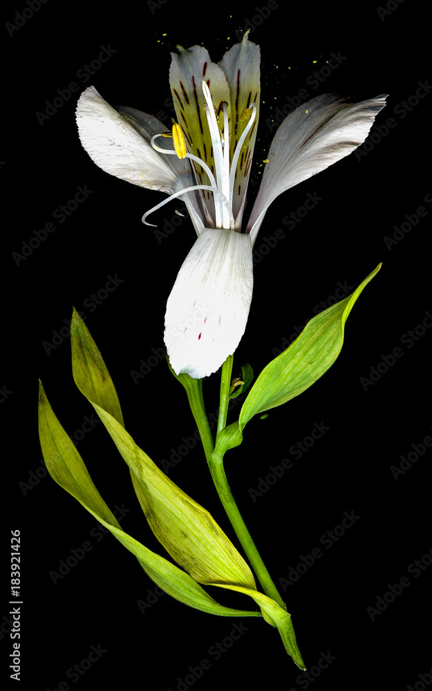 Obraz premium White orchid