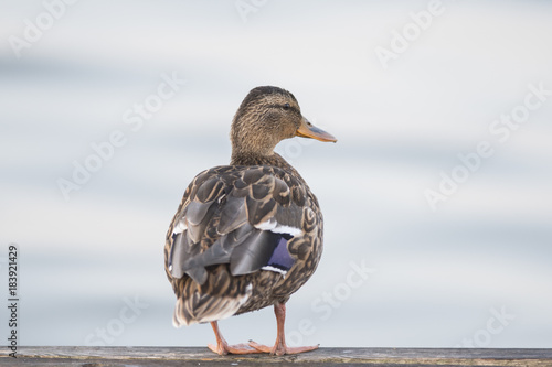Pato