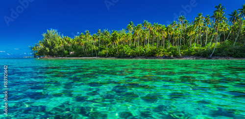 Underwater coral reef next to green tropical island, Moorea, Tahiti, Polynesia