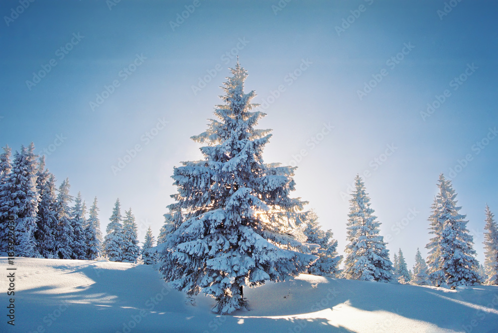 Fototapeta premium Winter landscape in the mountains