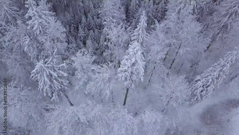 From above aerial view of silent woodland in Poland with beautiful tall coniferous trees in white snowy frost. From above aerial view of silent woodland in Poland with beautiful tall coniferous trees in white snowy frost.