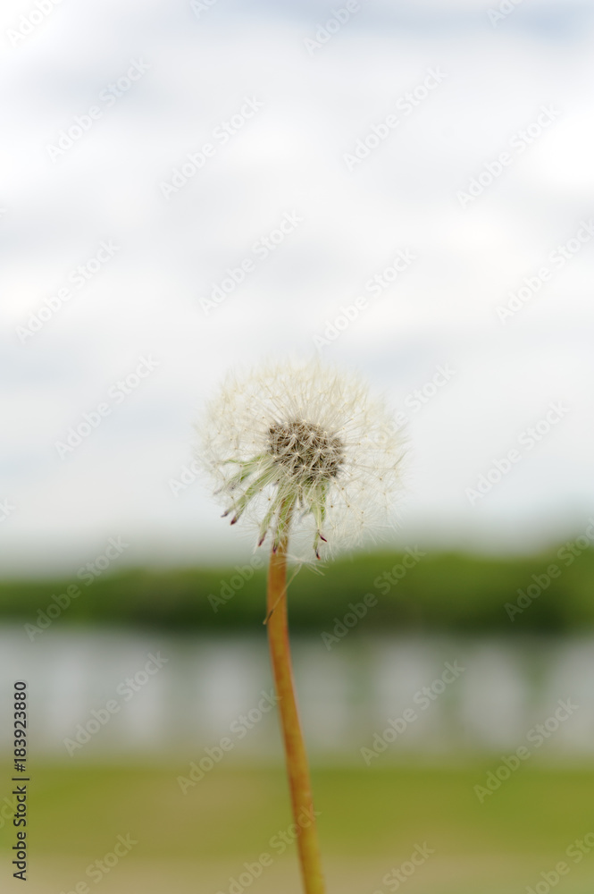 Naklejka premium fluffy dandelion