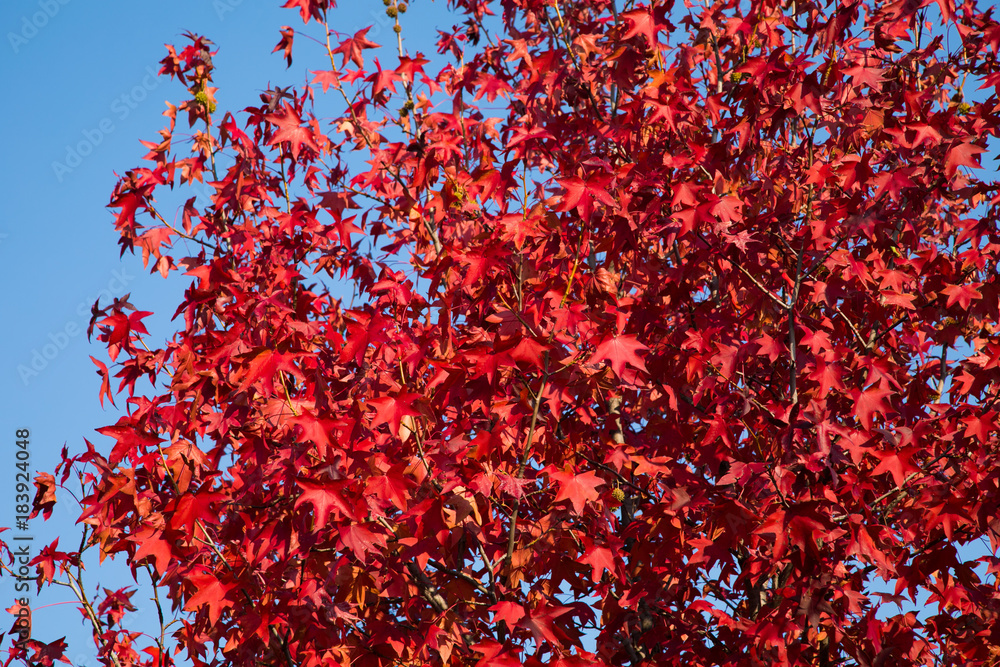 Red Maple Tree Leaves in Autumn at Kyoto, Japan Red Maple Tree Leaves in Autumn at Kyoto, Japan