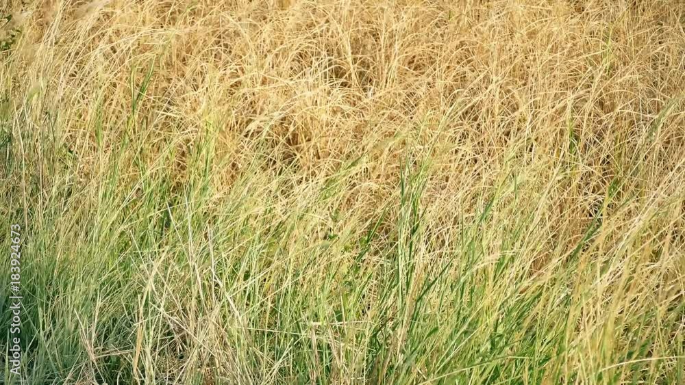 A field of grass with blowing wind 4K A field of grass with blowing wind 4K