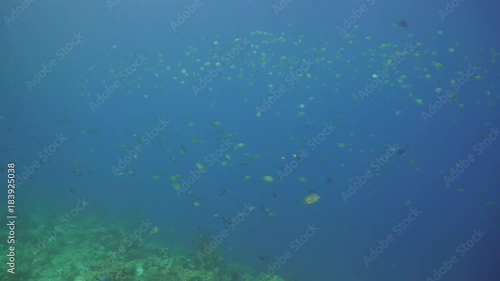 Fish and coral reef. Dive, underwater world, corals and tropical fish. Bali,Indonesia. Diving and snorkeling in the tropical sea. Wonderful and beautiful underwater world with corals and tropical fish Fish and coral reef. Dive, underwater world, corals and tropical fish. Bali,Indonesia. Diving and snorkeling in the tropical sea. Wonderful and beautiful underwater world with corals and tropical fish