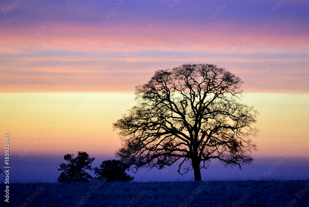 Alone tree. Landscape sky and nature.