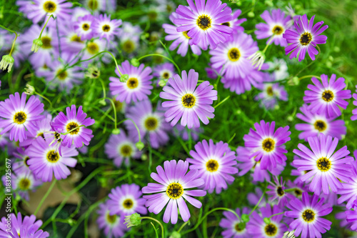 Bunch of small Chrysanthemums in purple. Colorful nature background. © elroce