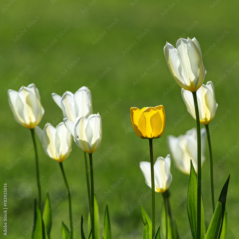 white and yellow white and yellow