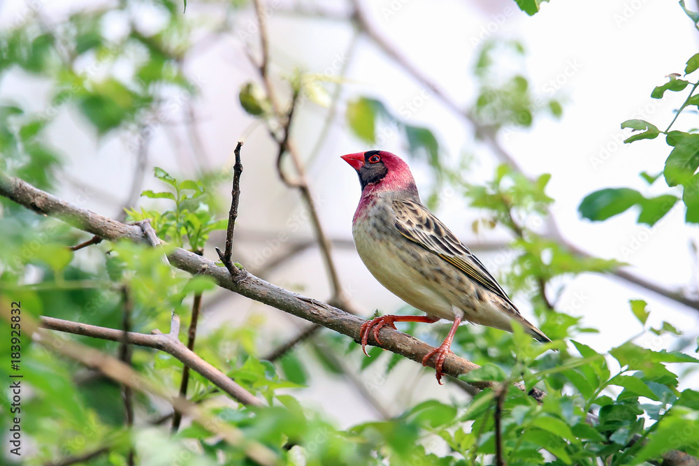 Red Billed Quellea Red Billed Quellea