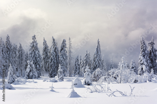 Wintertime - Black Forest. Winter landscape with firs covered by snow and real snowflakes. © PhotoGranary