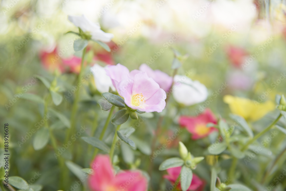 Colorful Common Purslane flowers Colorful Common Purslane flowers