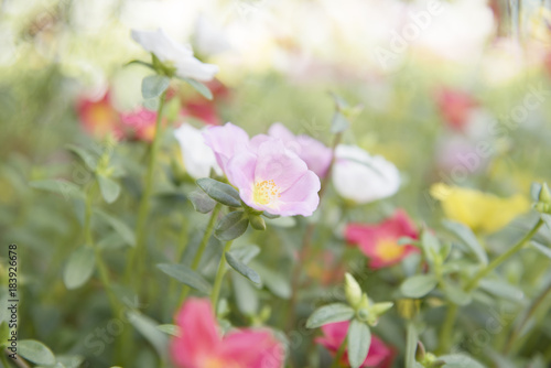 Fototapeta Naklejka Na Ścianę i Meble -  Colorful Common Purslane flowers