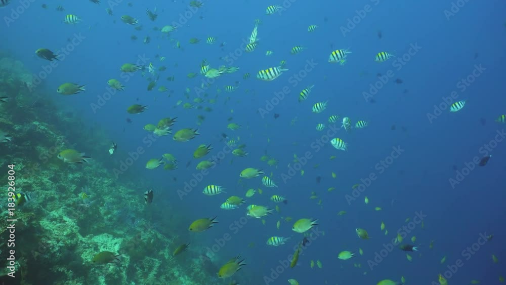 Fish and coral reef. Dive, underwater world, corals and tropical fish. Bali,Indonesia. Diving and snorkeling in the tropical sea. Wonderful and beautiful underwater world with corals and tropical fish Fish and coral reef. Dive, underwater world, corals and tropical fish. Bali,Indonesia. Diving and snorkeling in the tropical sea. Wonderful and beautiful underwater world with corals and tropical fish