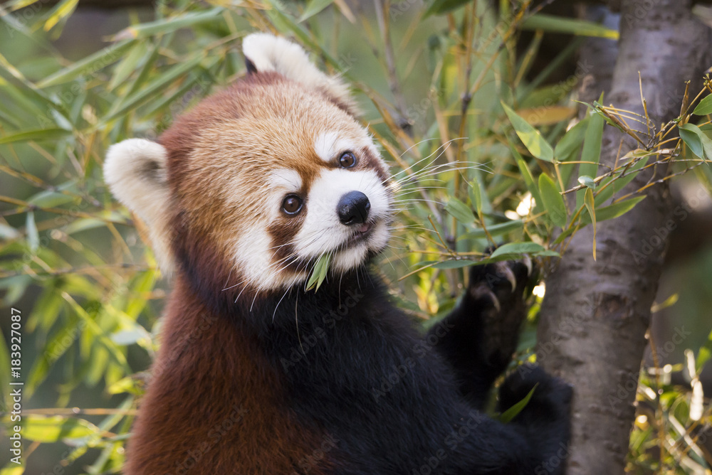 Naklejka premium Lesser panda eating leaves of bamboo grass. 