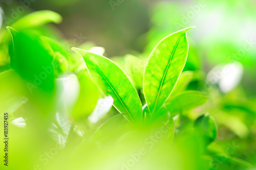 Closeup nature view of green leaf in garden at summer under sunlight. Natural green plants landscape