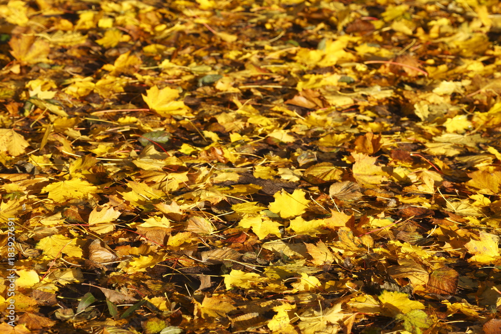 Ahornblätter, gelb verfärbtes Herbstlaub Ahornblätter, gelb verfärbtes Herbstlaub