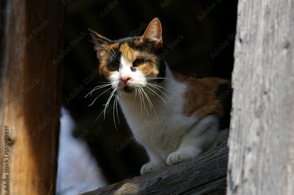 Fototapeta premium cat supervising