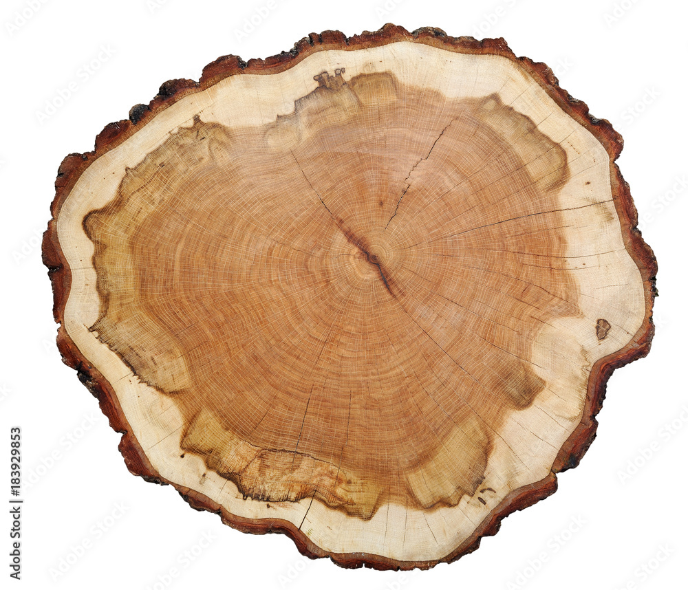 Cut texture of oak tree Cut texture of oak tree