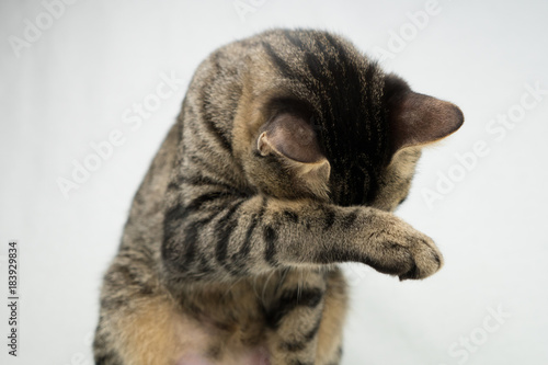 顔を隠す猫 Stock 写真  Adobe Stock