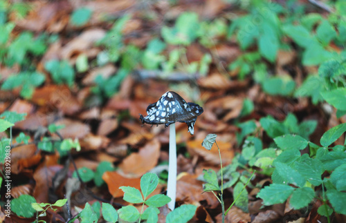 A beautiful mushroom, like an umbrella. Autumn, Ukraine, forest of the Carpathians