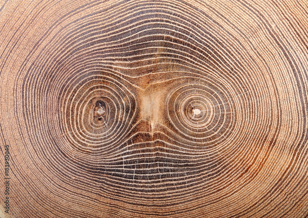 Fototapeta premium cut tree texture of cork tree