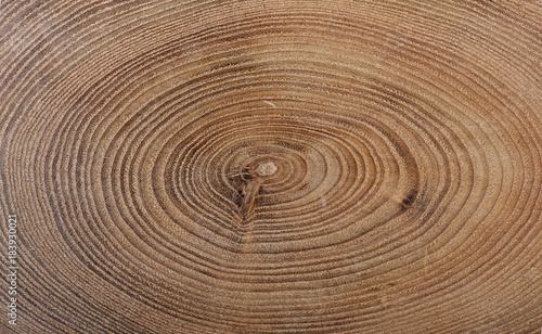 A close up of the cut of a ash tree. Texture of cork tree isolated on white.