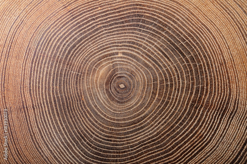 texture of cork tree