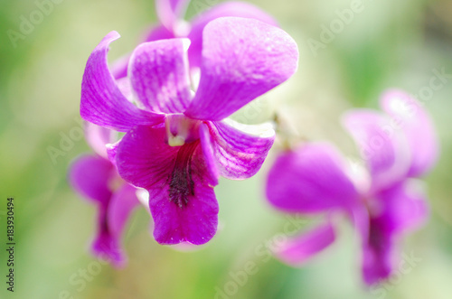 purple blue orchid   Selective focus